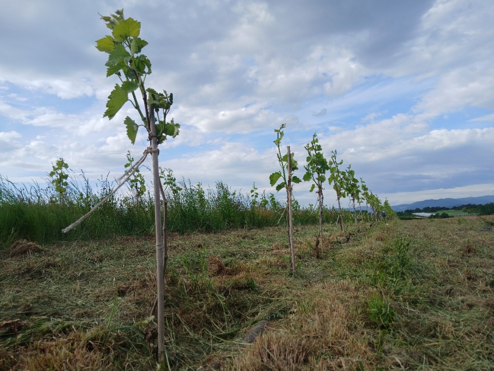 Vignes du Domaine Oriol